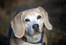 Bessy vom Evaschacht – Unser erster Beagle