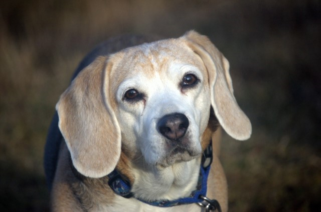 Bessy vom Evaschacht – Unser erster Beagle