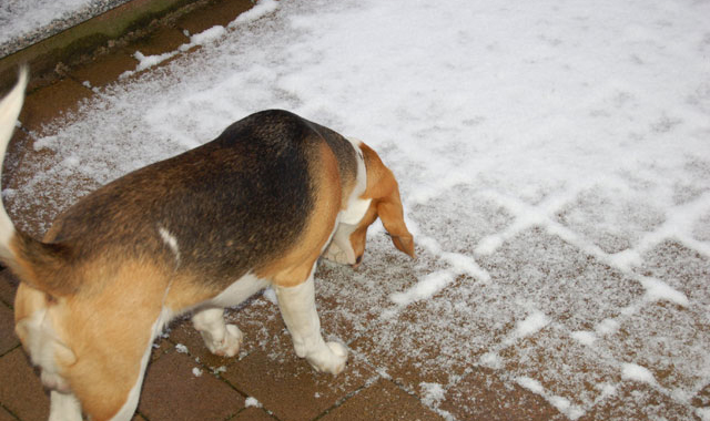 Der erste Schnee